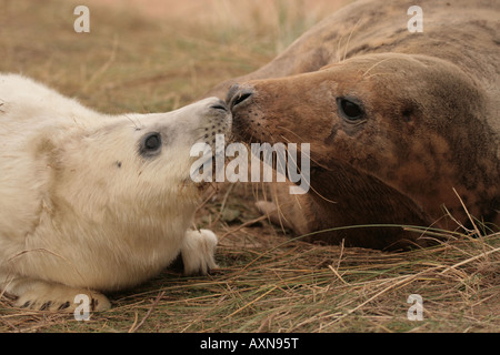 L'alimentation des phoques gris, s'embrasser, à Donna Nook, Somercoates, Lincolnshire, Royaume-Uni, le phoque gris, le phoque gris, le phoque , pups, baby, bébé, Banque D'Images