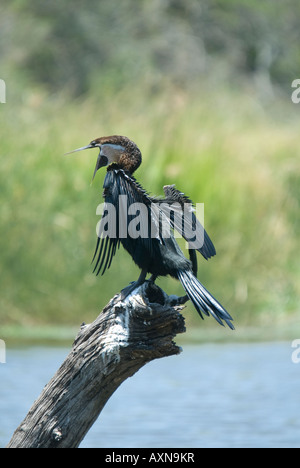 Un Africain vert assis sur un journal avec bouche bée dans un étang Banque D'Images
