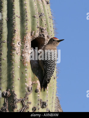 Un mâle Gila Woodpecker perché à côté d'un nid dans un cactus Saguaro Banque D'Images