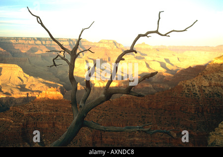 Au lever du soleil arbre temple Vishnu Schist le Grand Canyon Nevada États-Unis d'Amérique Banque D'Images