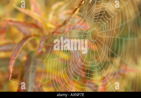 Spiders web avec rosée matinale suspendu de Rosebay willowherb Épilobe Epilobium angustifolium ou ou Banque D'Images