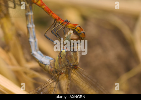 Sympetrum striolatum libellules vert commun dans une "roue" de fonctionnement. Banque D'Images