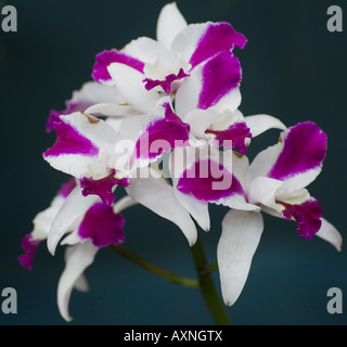 Orchid Laeliocattleya LC 'Purple Cascade' Beauté Parfum Banque D'Images