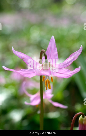 L'Erythronium revolutum KNIGHTSHAYES PINK Banque D'Images