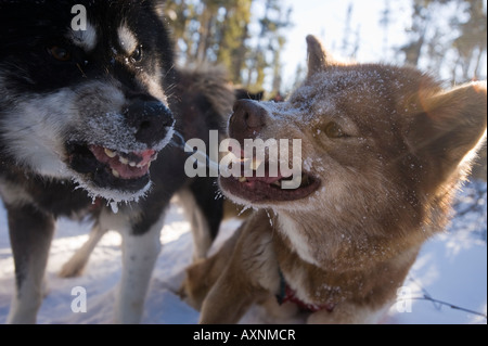 Deux chiens de traîneau ONT UNE DISCUSSION SUR LE SENTIER Banque D'Images