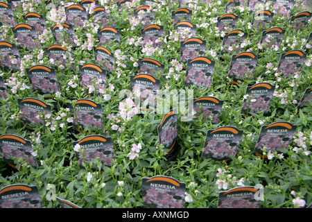 Sélection de plantes en pot de jardin à vendre dans un centre de jardinage Nemesia Amélie près de Kilmarnock, en Ecosse Banque D'Images