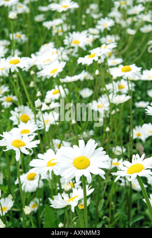 Grande marguerite Chrysanthemum leucanthemum Ox Banque D'Images