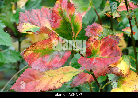 Crataegus persimilis Prunifola feuillage de l'automne Banque D'Images