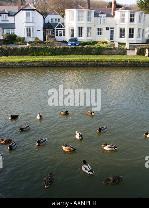 Canards sur le canal à Bude, Cornwall, Angleterre Banque D'Images