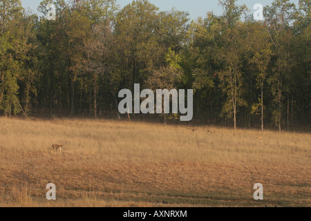 Tigre du Bengale marche à travers prairie dans Bandhavgarh NP Inde surveillé par un troupeau de cerfs communs repèrés Banque D'Images