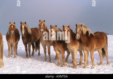 Des chevaux Haflinger - debout dans la neige Banque D'Images