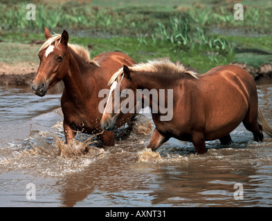 Deux chevaux poneys Forêt ew - dans l'eau Banque D'Images