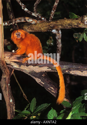 Golden Lion Tamarin assis sur un arbre Leontideus rosalia Banque D'Images