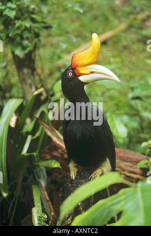 Grand calao indiens assis sur le tronc buceros bicornis Banque D'Images