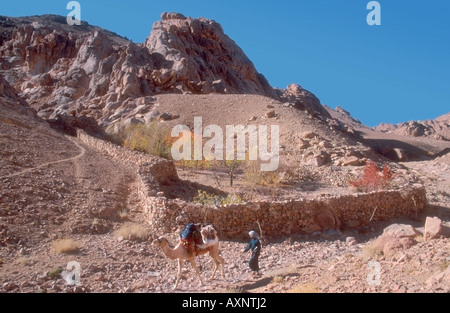 Camel boy Mohammed passant un bustan dans Wadi Gibel, hautes montagnes du sud du Sinaï, Égypte Banque D'Images