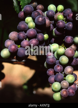 Une photographie du gros plan d'un tas de Pinot Noir accroché à la vigne. Banque D'Images