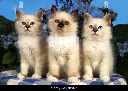 Chat Sacré de Birmanie 3 chatons Banque D'Images