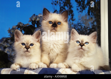 Chat Sacré de Birmanie 3 chatons Banque D'Images