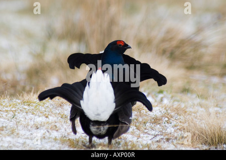 Tétras Tetrao tetrix lekking RSPB Corrimony Banque D'Images