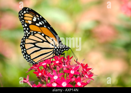 Papillon monarque, Danaus plexippus se nourrissant de Pentas lanceolata fleurs en Oklahoma, USA Banque D'Images