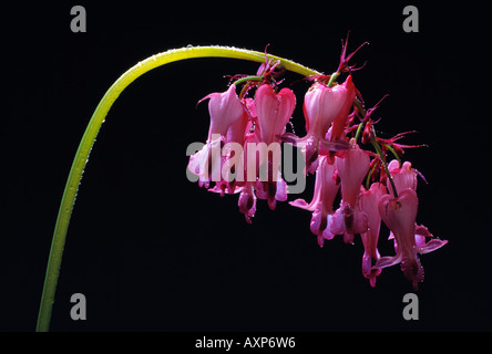 Fleur au coeur tendre Banque D'Images