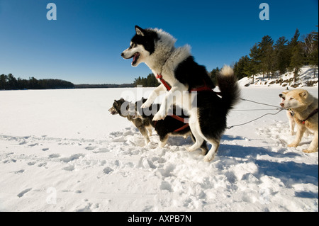 Un chien inuit canadien saute avec enthousiasme jusqu'à la Luge Boundary Waters Canoe Area au Minnesota Banque D'Images