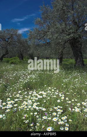 Les oliveraies de fleurs sauvages, Thassos, en Grèce. Banque D'Images