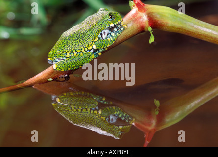 Big Eyed tree frog Banque D'Images