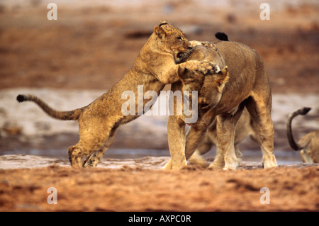 Panthera leo Lion cub jouant avec sa mère à Savuti Parc National de Chobe au Botswana Banque D'Images