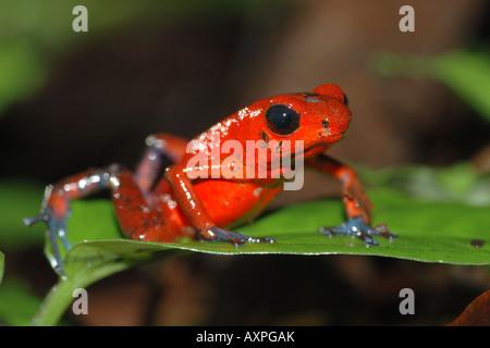 Dendrobates Dendrobates pumilio foresta forêt tropicale pluviale Costarica Braulio Carrillo foresta tropicale Banque D'Images