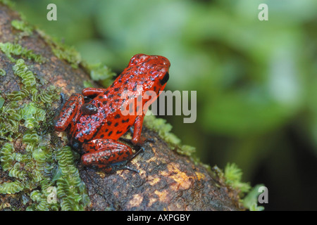 Dendrobates Dendrobates pumilio foresta forêt pluviale tropicale Tortugero tourtughero foresta Costarica Costa Rica Costar Banque D'Images