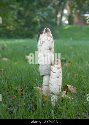 Shaggy Cap d'encre sait aussi que les avocats de champignons perruque rencontre souvent sur les pelouses. Banque D'Images