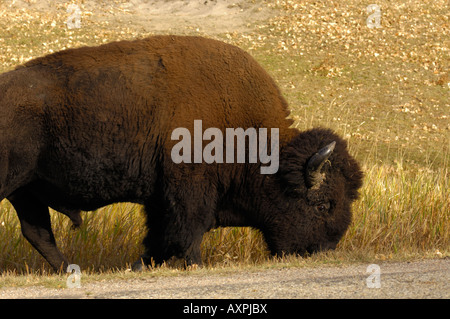 Bisons broutants par le côté de la route le parc national Elk Island en Alberta Canada Banque D'Images