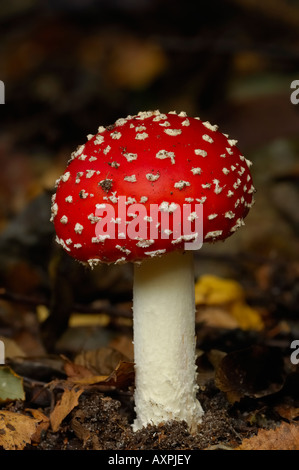 Agaric de mouche Banque D'Images