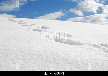 Un grimpeur s traces dans la neige fraîche sur un flanc de montagne du Parc National de Jasper Alberta Canada Banque D'Images
