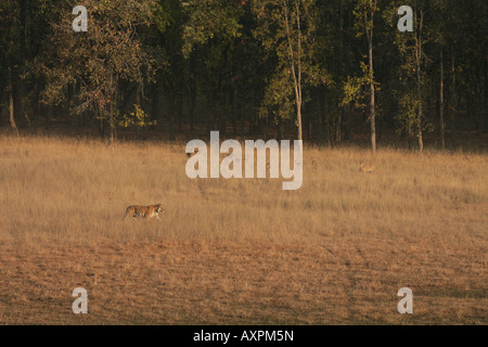 Tigre du Bengale marche à travers prairie dans Bandhavgarh NP Inde surveillé par un petit troupeau de cerfs communs repèrés Banque D'Images