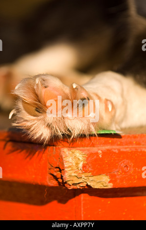 Un chien inuit canadien S'IL S PAW GAULTHÉRIE TRAÎNEAU À CHIENS LODGE Banque D'Images