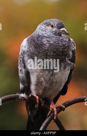 Un pigeon biset Columba livia percheurs Banque D'Images