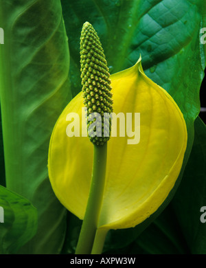 Le mont Baker Snoqualmie National Forest WA Swamp Lantern Lysichiton americanum détail d'une fleur et bractée jaune Banque D'Images