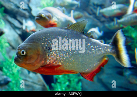 Piranha rouge exposition à l'Aquarium de Géorgie Banque D'Images