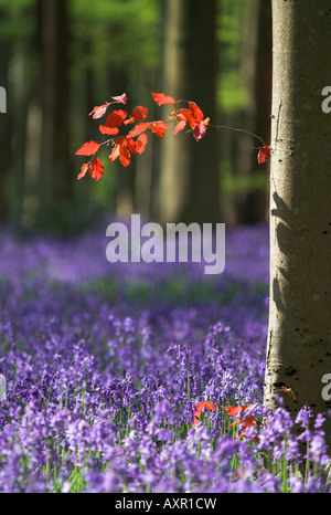 Anglais jacinthoides non scripta ( bluecloches ) floraison au printemps dans les bois bluebell de West Woods, Marlborough, Angleterre, Royaume-Uni Banque D'Images