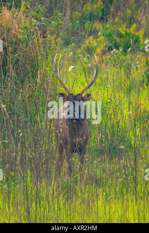 Sambar mâles sauvages Cervus unicolor avec panache à Parc national Khao Yai en Thailande Banque D'Images