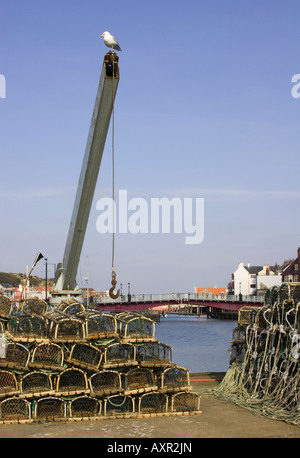 Une mouette sur une grue sur le mur du port au-dessus des casiers à homard à Whitby Yorkshire Angleterre UK Banque D'Images