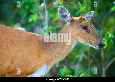 Les femelles du Cerf Muntjac commun ou également connu sous le nom de deer barking, Muntiacus muntjac, dans le parc national Khao Yai Thaïlande Banque D'Images