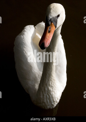 Skipton North Yorkshire Angleterre UK Un cygne muet sur le canal de Leeds à Liverpool qui passe à travers la ville Banque D'Images