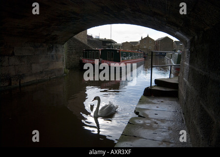 Skipton North Yorkshire Angleterre UK Un cygne muet sur le canal de Leeds à Liverpool qui passe à travers la ville Banque D'Images