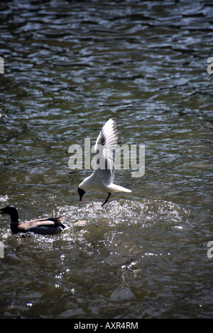 Mouette noir swooping sur du pain Banque D'Images