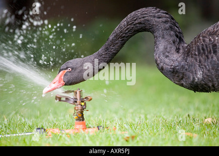 Am Schwan Wasserhahn, Black Swan avec robinet, Cygnus atratus watertap Banque D'Images