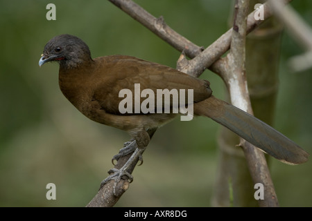 Ortalis cinereiceps Chachalaca tête gris Banque D'Images