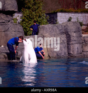 Alimentation formateur Béluga (Delphinapterus leucas) à l'Aquarium de Vancouver, au parc Stanley, Vancouver British Columbia Canada Banque D'Images